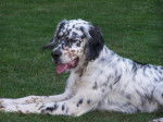 Photo de Setter Anglais : Flocky - Setter Anglais