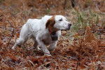 Anjou de la Passée de l Eperon - Setter Anglais