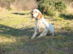 Elfy du Mas des Vernets - Setter Anglais