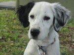 sweet - Setter Anglais Femelle (10 mois)