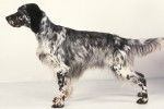 Un Setter Anglais merle
