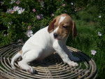 Tara - Setter Anglais Femelle (3 mois)
