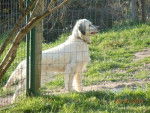 Bambou - Setter Anglais Femelle (6 ans)