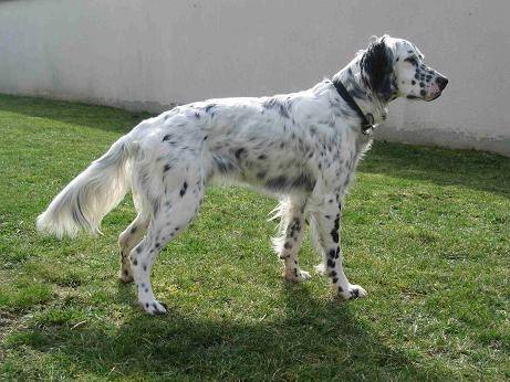 chana - Setter Anglais Mâle (5 ans)