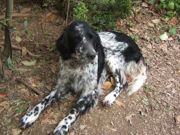 Phlox - Setter Anglais Mâle (13 ans)