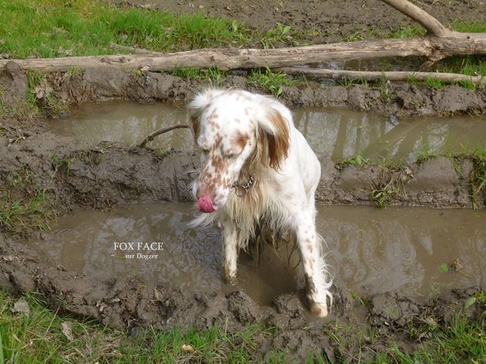 Filou - Setter Anglais Mâle (3 ans)