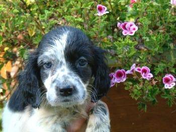 Setter Anglais - Setter Anglais