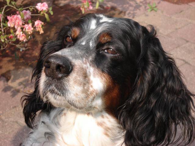 setter anglais OURAGAN - Setter Anglais