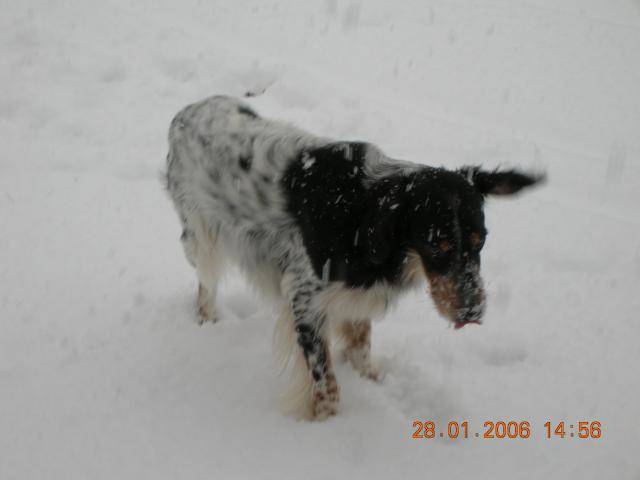 Setter anglais Saxo - Setter Anglais