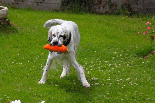 setter anglais Filou - Setter Anglais