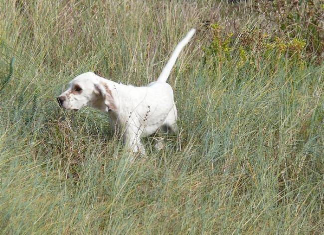 4 mois et demi - L'instinct... - Setter Anglais