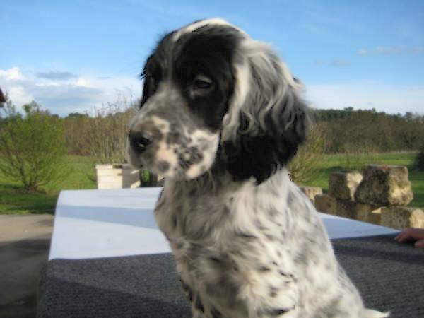 Dira -Femelle Setter Blue - Setter Anglais