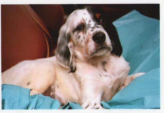 Bali, setter anglais à 2 mois - Setter Anglais (2 mois)