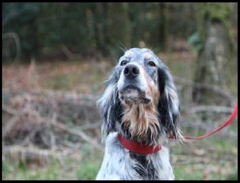 Dune du Mas des Vernets - Setter Anglais