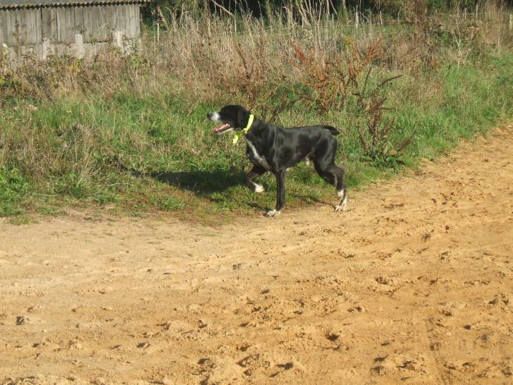 Snoopy - Setter Anglais Mâle (8 ans)