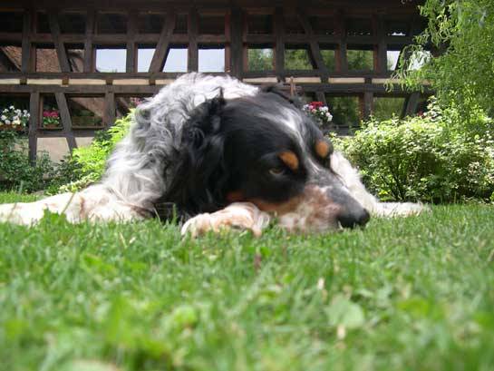 Photo Setter Anglais