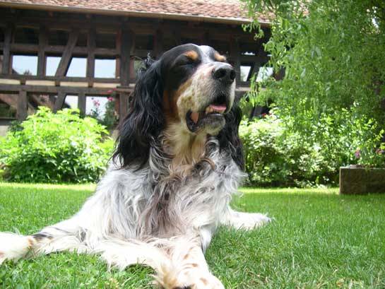 Photo Setter Anglais