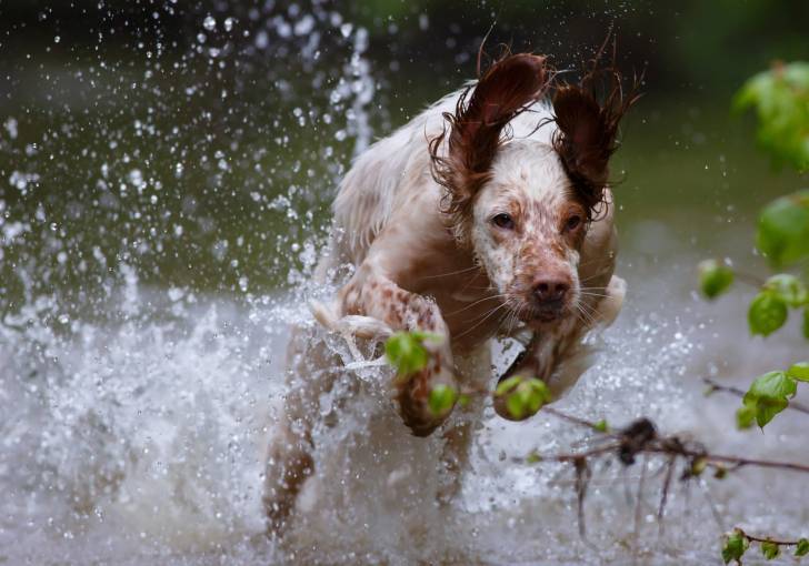 Un Setter Anglais bondit dans l'eau d'une rivière