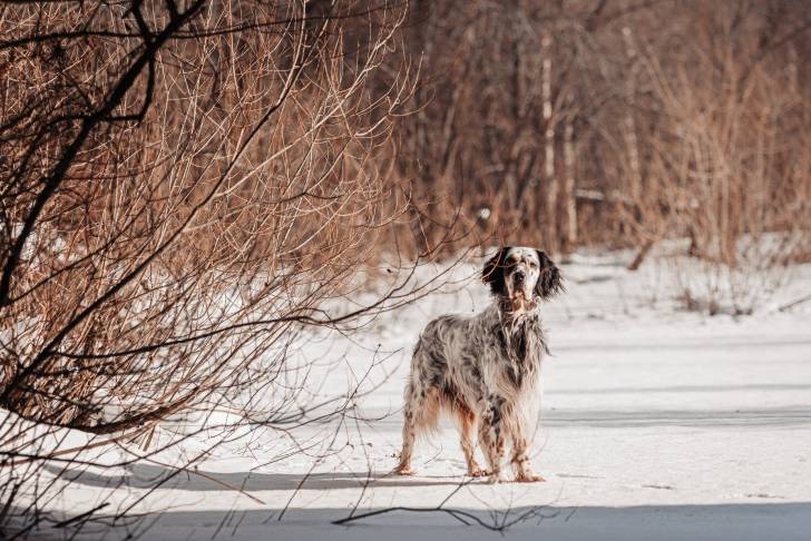 Un Setter Anglais se promène en hiver