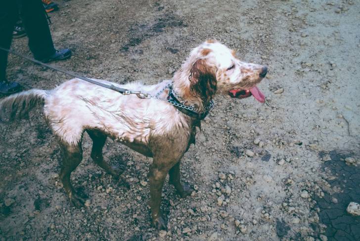 Un Setter Anglais plein de bout 