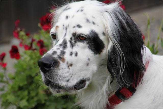 setter anglais : Filou - Setter Anglais