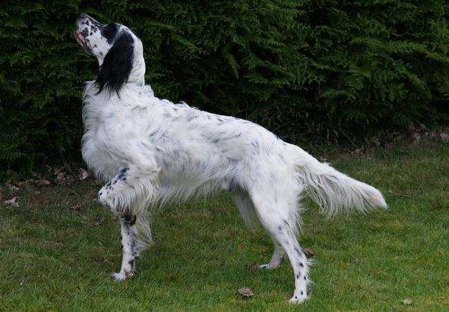 Le Setter Anglais