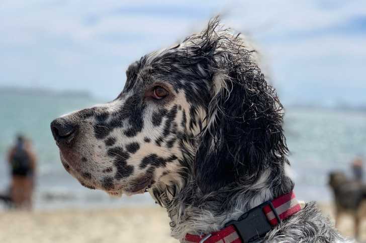 Photo Setter Anglais