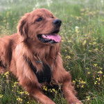 Un Golden Irish allongé dans un espace fleurie et qui sort la langue