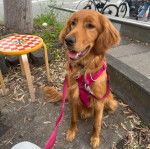 Un Golden Irish au pelage tombant, assis et tenu par une laisse rose.