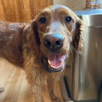 Un Golden Irish dans une pièce non loin d’une poubelle, qui fixe la caméra avec la gueule grande ouverte.