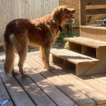 Un Golden Irish doté d’une porte-laisse au cou et qui veut monter les escaliers la gueule ouverte.