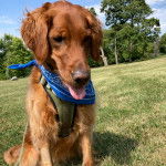 Un Golden Irish assis sur une surface fleurie, vêtu d’une combinaison pour chien et d’un foulard bleu.