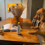 Un Golden Irish assis autour d’une table à manger et qui semble vouloir participer à la prière.