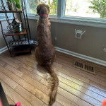 Photo du dos d’un Golden Irish assis dans une pièce, qui semble attentif.