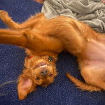 Photo d’un Golden Irish allongé sur un tapis bleu, gueule ouverte et qui semble jouer.