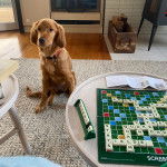 Photo d’un Golden Irish assis dans une pièce, avec un porte-laisse noir autour du cou.