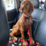 Un Golden Irish assis sur une surface fleurie, vêtu d’une combinaison pour chien et d’un foulard bleu.
