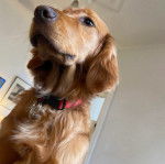 Photo d’un Golden Irish doté d'une médaille en argent autour du cou