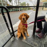 Photo d’un Golden Irish assis dans un parc privé et qui est tenu en laisse par son propriétaire.