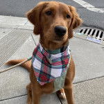 Photo d’un Golden Irish assis sur un trottoir et portant un foulard à carreaux autour du cou.