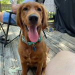 Un Golden Irish assis sur un sol en bois, tirant la langue et qui a au cou une petite médaille violette
