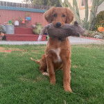 Un Golden Irish assis dans un espace gazonné et qui tient un doudou dans sa gueule