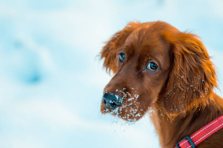 Un gros plan d’un chiot Golden Irish au pelage roux, la truffe couverte de neige