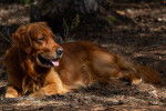 Un Golden Irish au pelage roux, allongé sur le sol d’une forêt