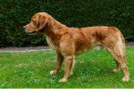 Un chiot Golden Irish au pelage roux, dans un jardin
