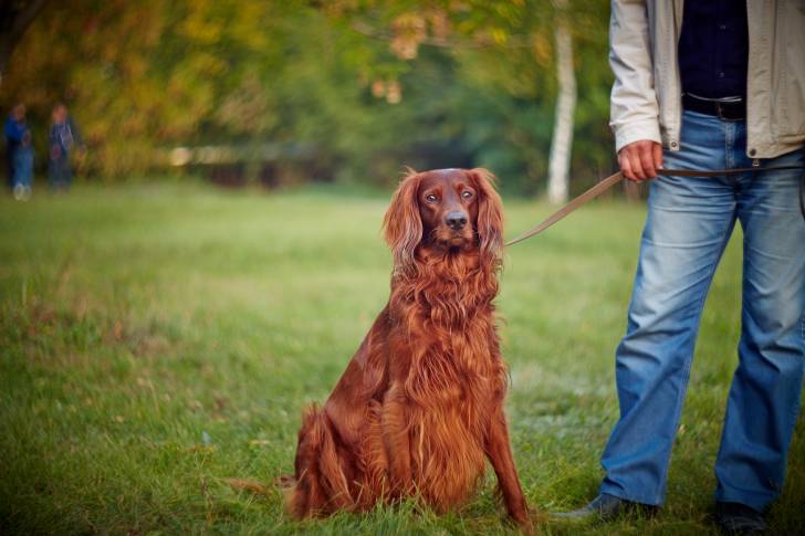 Un Golden Irish au pelage roux assis sur l’herbe d’un parc et tenu en laisse par son maître