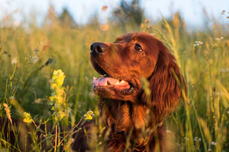 Un Golden Irish au pelage roux, allongé dans de hautes herbes