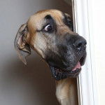 Profil d'un Great Danoodle au museau noir qui tire la langue et qui a les yeux grands ouverts.