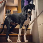 Un Great Danoodle bicolore debout dans les escaliers et portant un collier avec une m&eacute;daille rose autour du cou.