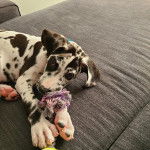 Un petit Great Danoodle bicolore allong&eacute; sur un canap&eacute; et qui semble jouer.